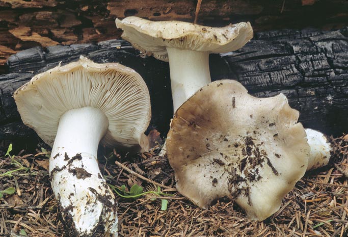 Tricholoma vernaticum